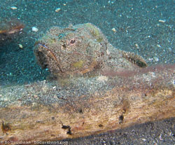 Sulawesi Sulawesi